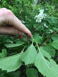 Attēlu rezultāti vaicājumam “Crataegus macracantha”