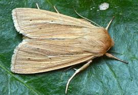 Attēlu rezultāti vaicājumam “Mythimna impura”