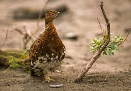 Attēlu rezultāti vaicājumam “Lagopus lagopus female”