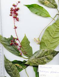 Attēlu rezultāti vaicājumam “Phytolaccaceae”