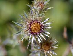 Attēlu rezultāti vaicājumam “Carlina biebersteinii flower”