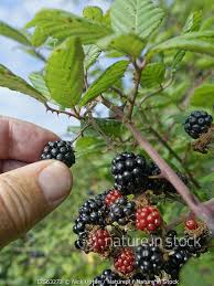 Attēlu rezultāti vaicājumam “Rubus plicatus fruit”