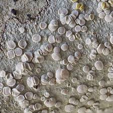 Attēlu rezultāti vaicājumam “Lecanora albella”