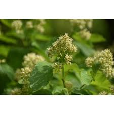 Attēlu rezultāti vaicājumam “Acer tataricum subsp. ginnala flower”