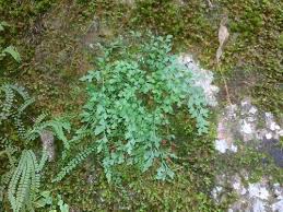 Attēlu rezultāti vaicājumam “Asplenium ruta-muraria”