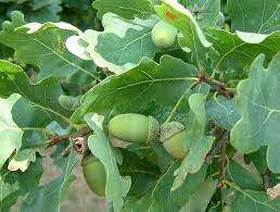 Attēlu rezultāti vaicājumam “Quercus robur fruit”