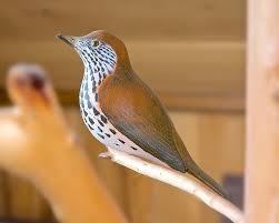 Image result for Hylocichla mustelina