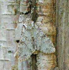 Attēlu rezultāti vaicājumam “Polia nebulosa”