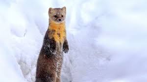 Attēlu rezultāti vaicājumam “Martes martes”