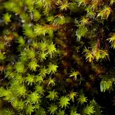 Attēlu rezultāti vaicājumam “Bryum capillare”