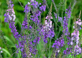 Image result for Linaria purpurea
