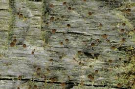 Attēlu rezultāti vaicājumam “Chaenotheca brunneola”