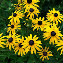 Image result for Rudbeckia Paradisio