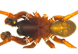 Attēlu rezultāti vaicājumam “Agelenidae”