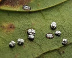 Attēlu rezultāti vaicājumam “Aleurochiton aceris”