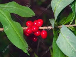 Attēlu rezultāti vaicājumam “Daphne mezereum fruit”