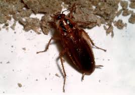 Image result for ゴキブリ報告所