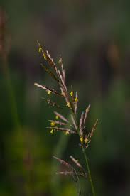 Attēlu rezultāti vaicājumam “Bromopsis inermis fruit”
