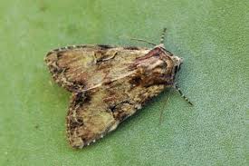 Attēlu rezultāti vaicājumam “Apamea epomidion”