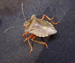 Attēlu rezultāti vaicājumam “Troilus luridus”