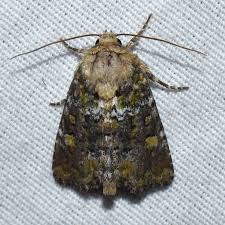 Attēlu rezultāti vaicājumam “Oligia sp.”