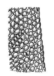 Attēlu rezultāti vaicājumam “Fissidens taxifolius sporophyte”
