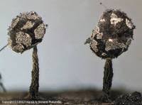 Attēlu rezultāti vaicājumam “Physarum album spores”