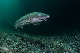 Image result for Acipenser medirostris