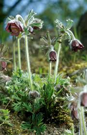 Image result for Kuhschelle