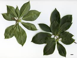 Attēlu rezultāti vaicājumam “Enkianthus chinensis leaf”