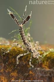 Attēlu rezultāti vaicājumam “Platycnemis pennipes”