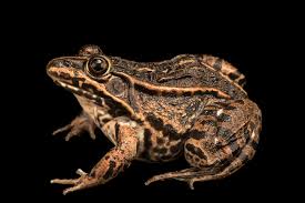 Attēlu rezultāti vaicājumam “Pelophylax”