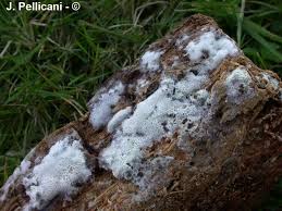 Attēlu rezultāti vaicājumam “Trechispora mollusca”