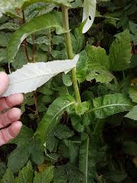 Attēlu rezultāti vaicājumam “Cirsium heterophyllum leaf”