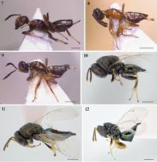 Attēlu rezultāti vaicājumam “Astragalus glycyphyllos fruit”