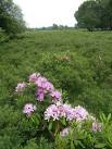 Toxins in the plant make it unpalatable to large herbivores and so grazing - via Daymix