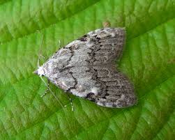 Attēlu rezultāti vaicājumam “Nola confusalis”