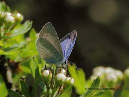 Attēlu rezultāti vaicājumam “Celastrina argiolus female”