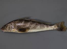 Image result for Menticirrhus saxatilis