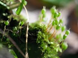 Attēlu rezultāti vaicājumam “Physcomitrium pyriforme sporophyte”