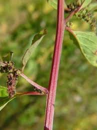 Attēlu rezultāti vaicājumam “Chenopodium polyspermum leaf”