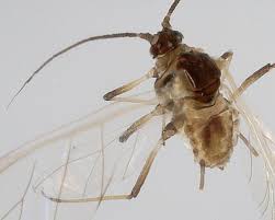 Attēlu rezultāti vaicājumam “Thecabius affinis nymph”