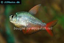 Attēlu rezultāti vaicājumam “Bilimbia tetramera”