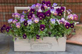 Image result for Veilchen