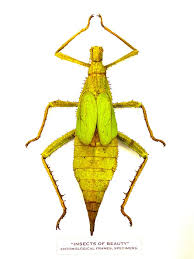 Attēlu rezultāti vaicājumam “Macrosteles nymph”