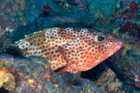 Image result for Epinephelus adscensionis