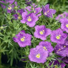 Image result for Nierembergia