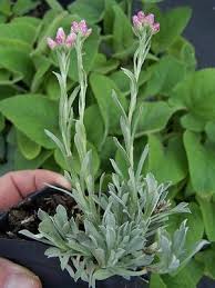 Attēlu rezultāti vaicājumam “Antennaria dioica leaf”