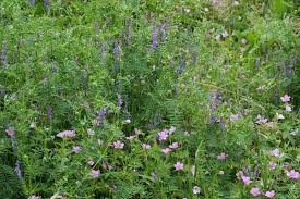 Attēlu rezultāti vaicājumam “Vicia cracca”