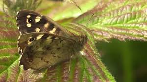 Attēlu rezultāti vaicājumam “Pararge aegeria underside”